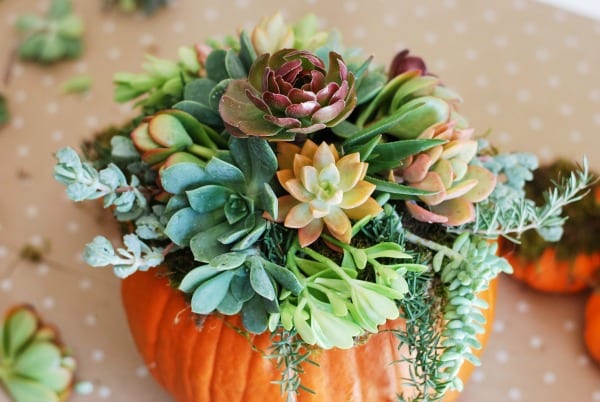 Decoración de otoño de calabazas con suculentas (4)