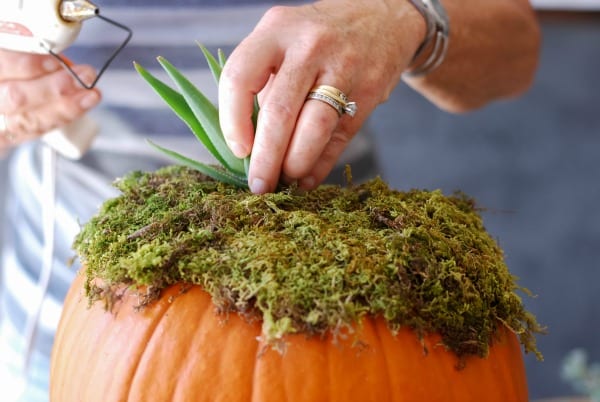 Decoración de otoño de calabazas con suculentas (4)