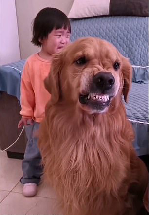 Perro golden retriever mostrando sus dientes para defender a su dueña 