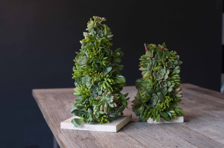 Instrucciones para hacer un árbol de Navidad de suculentas