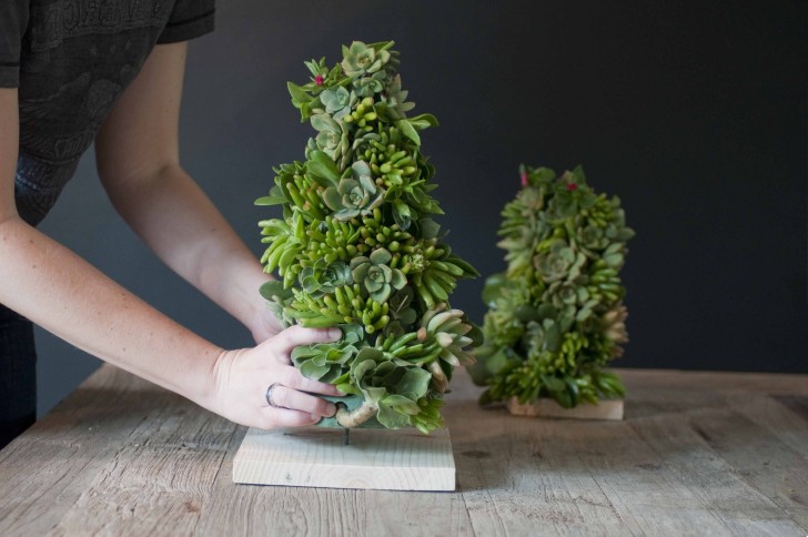 Instrucciones para hacer un árbol de Navidad de suculentas
