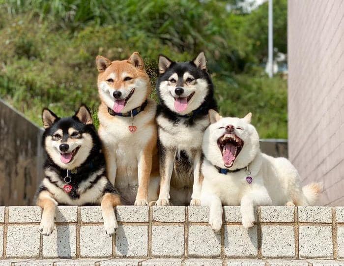 Perrito blanco arruina las sesiones de fotos con sus expresiones