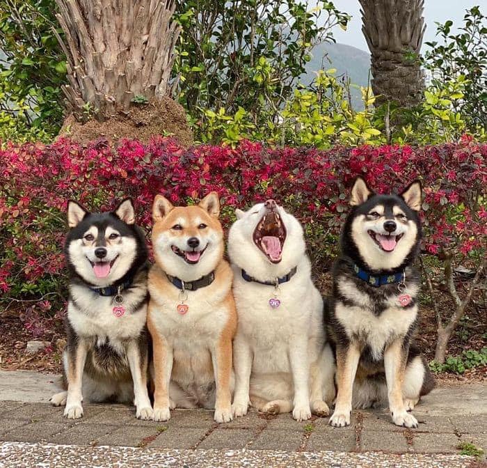 Perrito blanco arruina las sesiones de fotos con sus expresiones