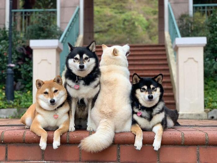 Perrito blanco arruina las sesiones de fotos con sus expresiones