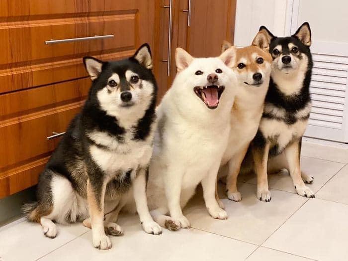 Perrito blanco arruina las sesiones de fotos con sus expresiones