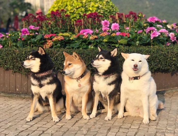 Perrito blanco arruina las sesiones de fotos con sus expresiones