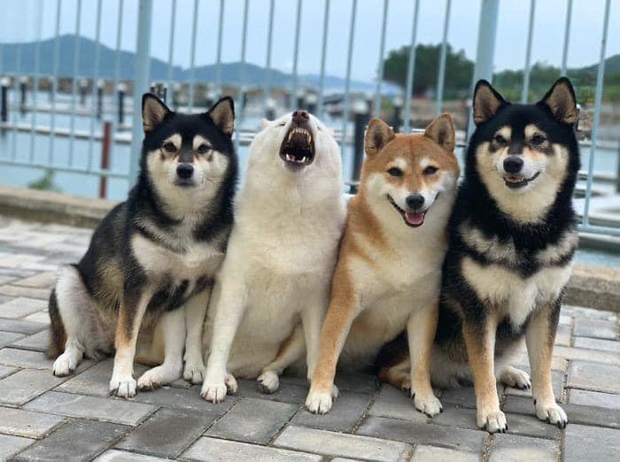 Perrito blanco arruina las sesiones de fotos con sus expresiones
