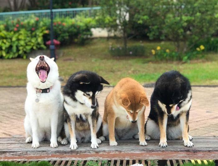 Perrito blanco arruina las sesiones de fotos con sus expresiones