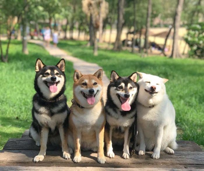 Perrito blanco arruina las sesiones de fotos con sus expresiones