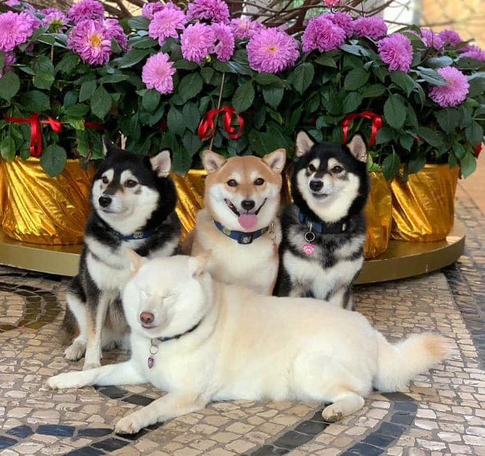 Perrito blanco arruina las sesiones de fotos con sus expresiones