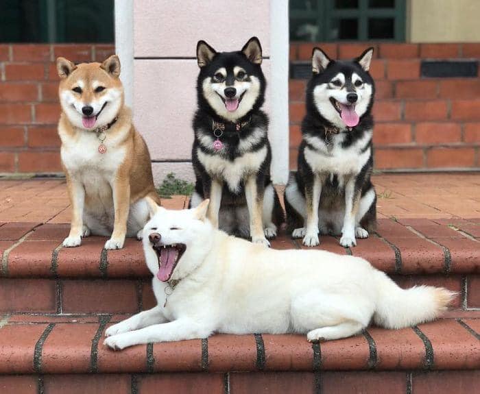 Perrito blanco arruina las sesiones de fotos con sus expresiones