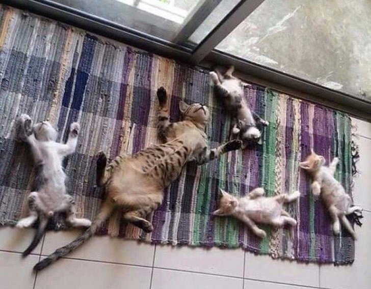 Animalitos junto a sus cachorros jugando y abrazándolos