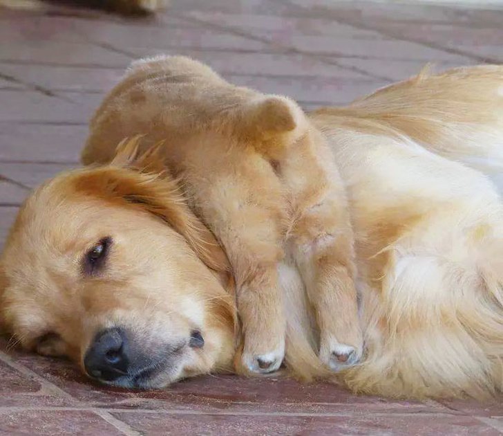 Animalitos junto a sus cachorros jugando y abrazándolos