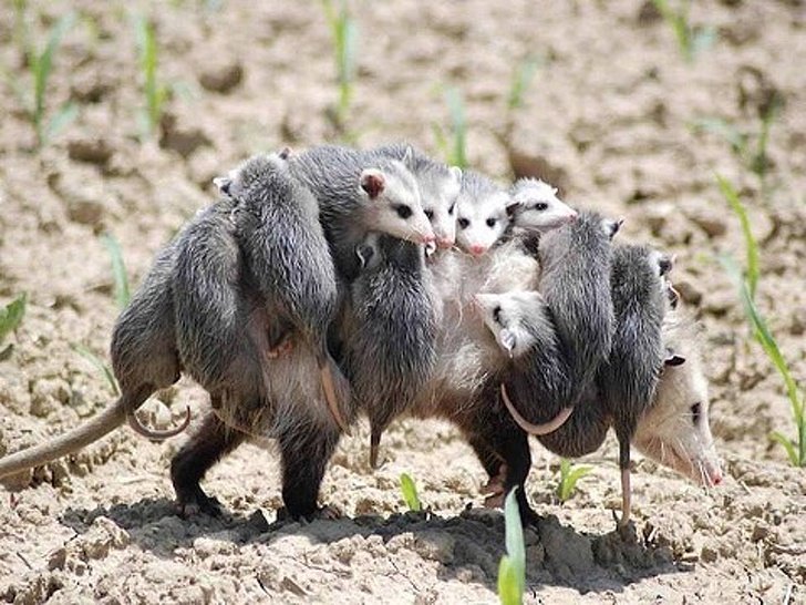 Animalitos junto a sus cachorros jugando y abrazándolos