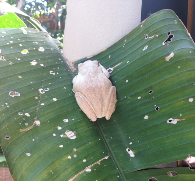 Rana albina