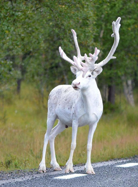 Alce albino