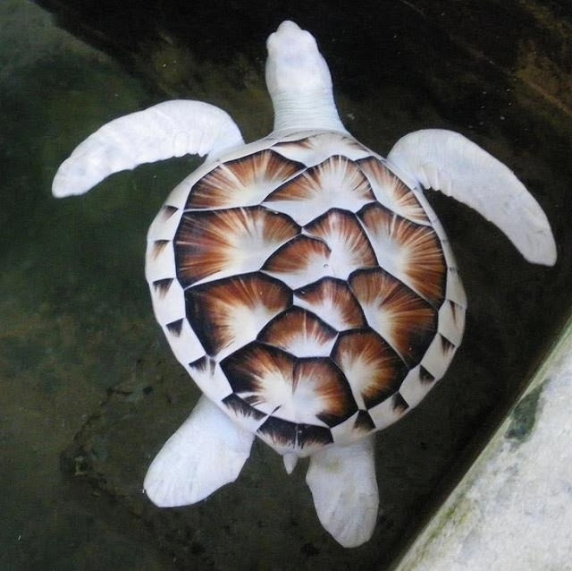 Tortuga de carey albina