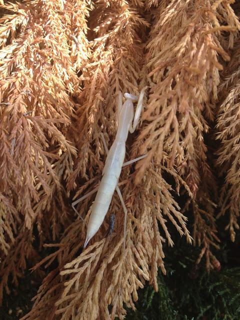 Mantis religiosa albina