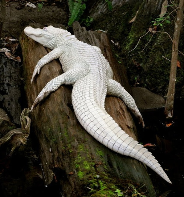 Cocodrilo albino