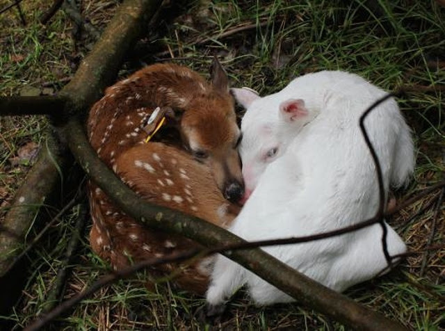 Venado albino