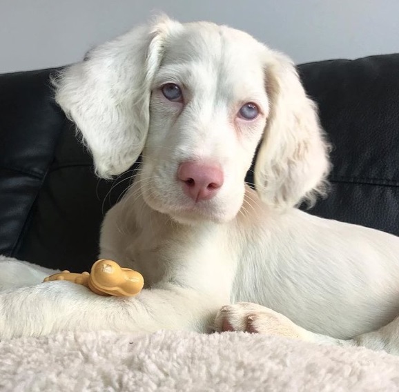 Perro albino