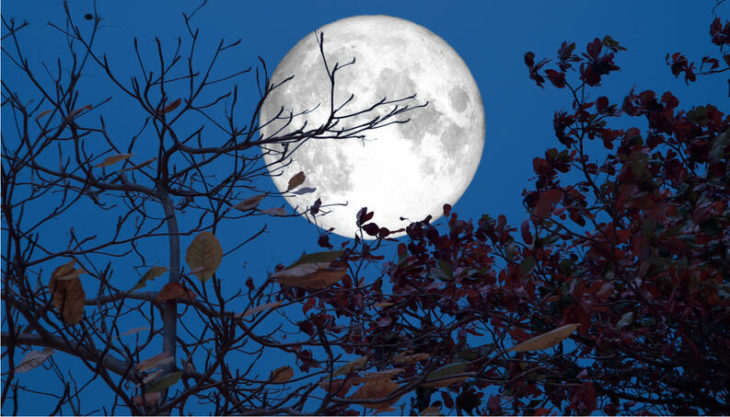 Luna llena detrás de ramas de árboles