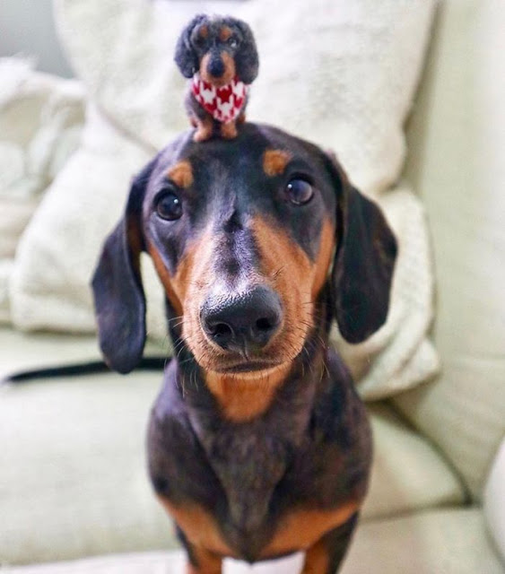 Perritos con sus versiones hechas de fieltro