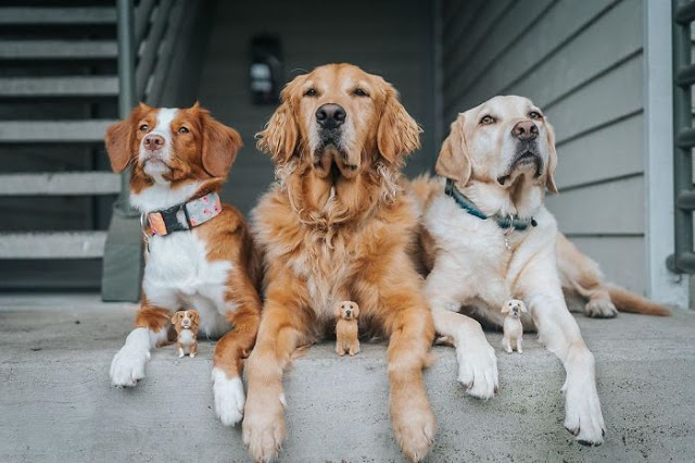 Perritos con sus versiones hechas de fieltro