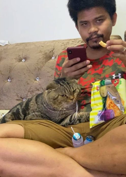 Gatita Scottish Fold siempre quiere estar con su dueño