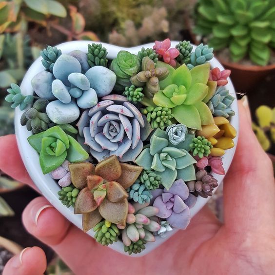 Pequeñas suculentas de colores en una maceta de corazón