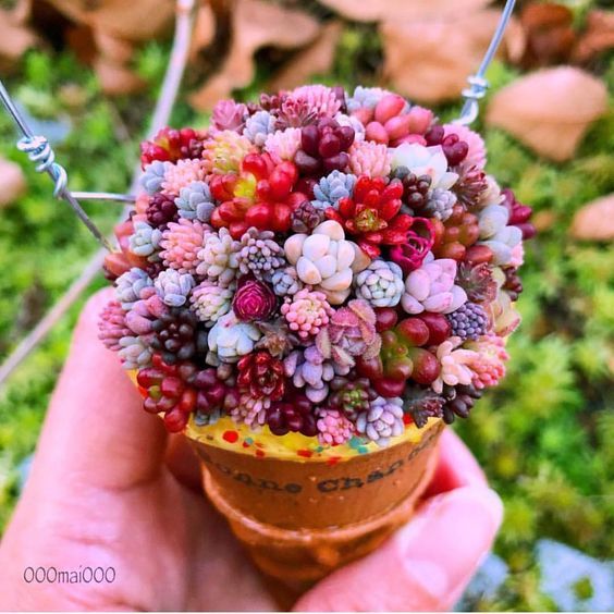 Minisuculentas de colores en una maceta de mano