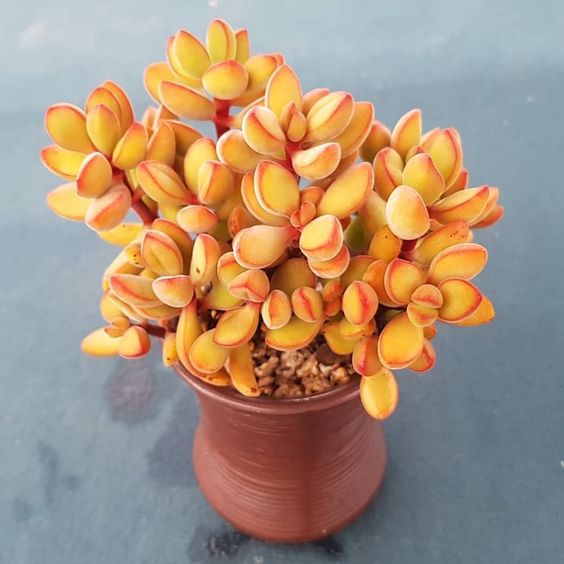 Suculenta de color amarillo dentro de una maceta de cerámica