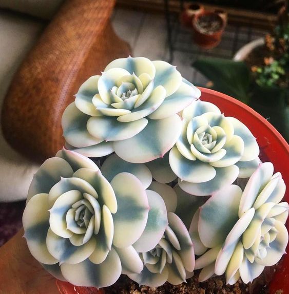 Suculentas en forma de rosas con líneas blancas y azules