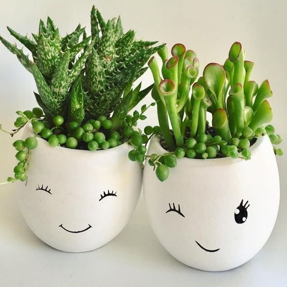 Pequeñas plantas suculentas en tazas blancas