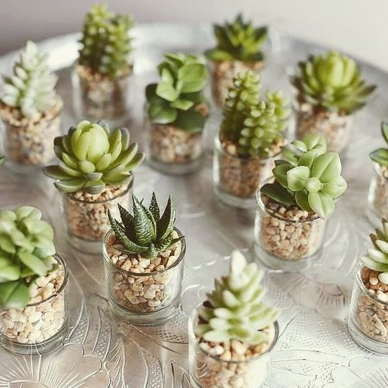 Vasitos con plantas suculentas miniatura