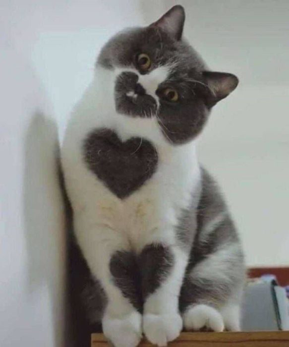 Gato blanco con gris con manchas en forma de corazón en su pecho