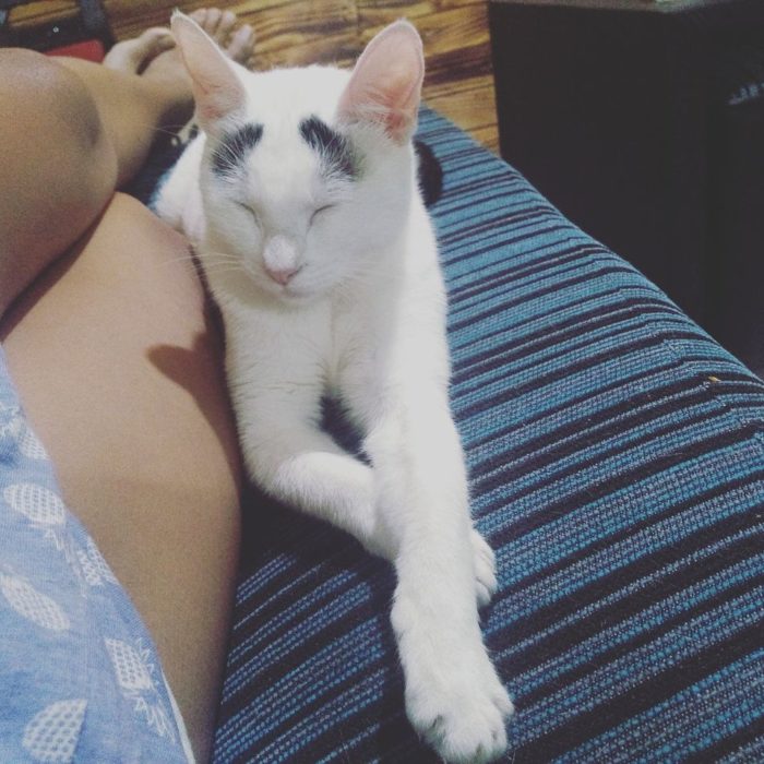 Gato blanco con marcas negras en forma de cejas