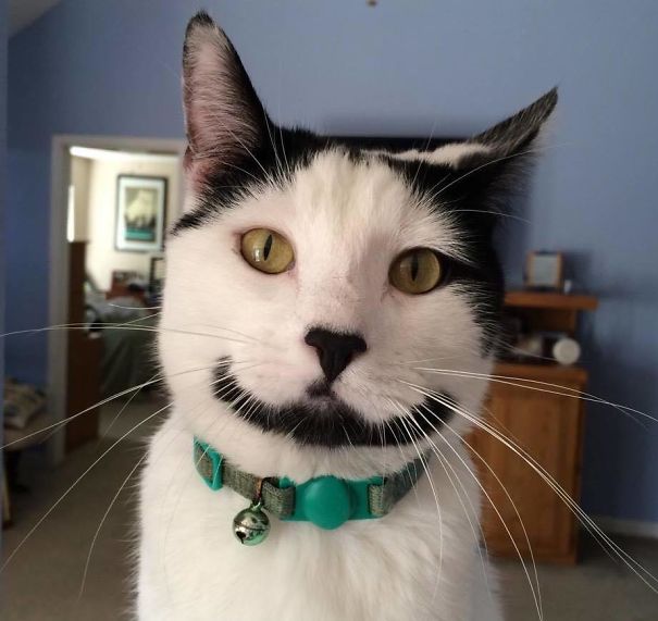 Gato blanco con negro con manchas en forma de sonrisa