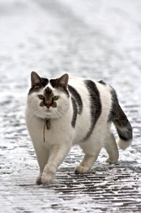 Gato blanco con líneas negras y una marca en forma de flor en el rostro
