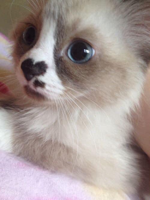 Gato siamés con mancha en forma de corazón en la nariz