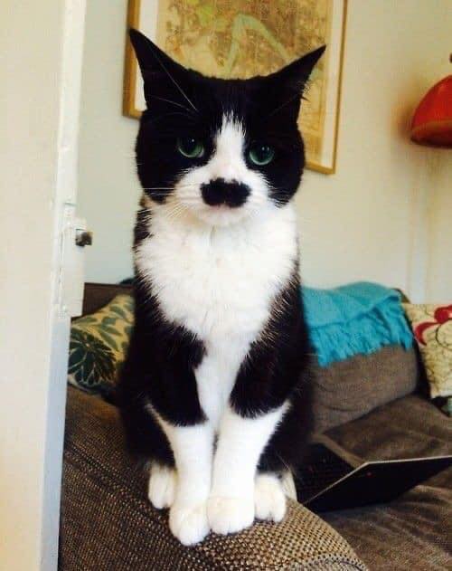 Gato blanco con negro con una mancha en forma de mostacho