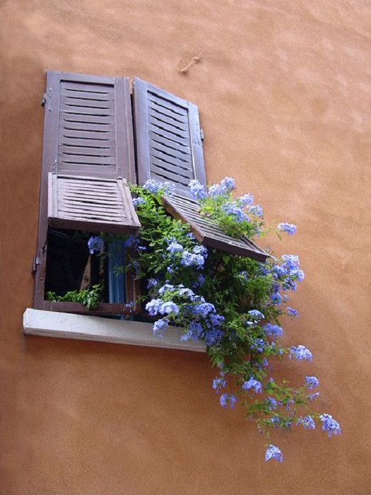 Plumbago saliendo de la ventana de una casa