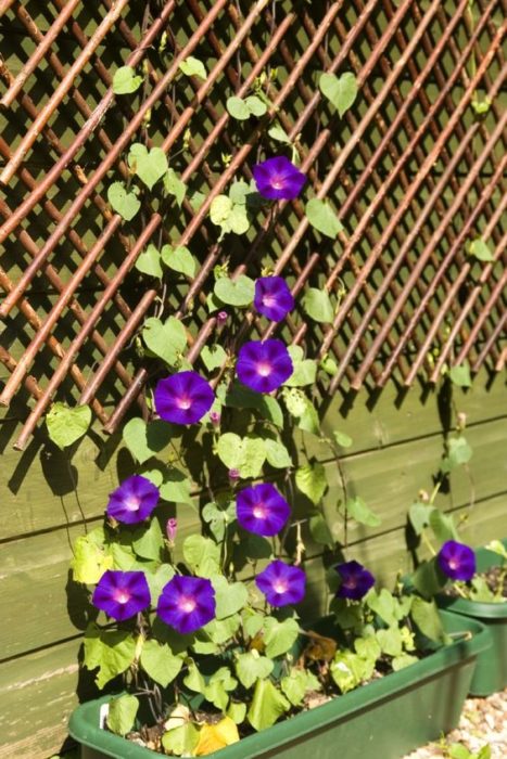 Ipomea purpurea en maceta con soporte para que trepe