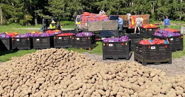 Alimentos recaudados para ser donados en bancos de comida