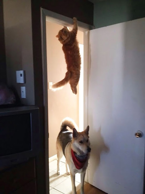 Gato naranja colgado en parte superior de puerta