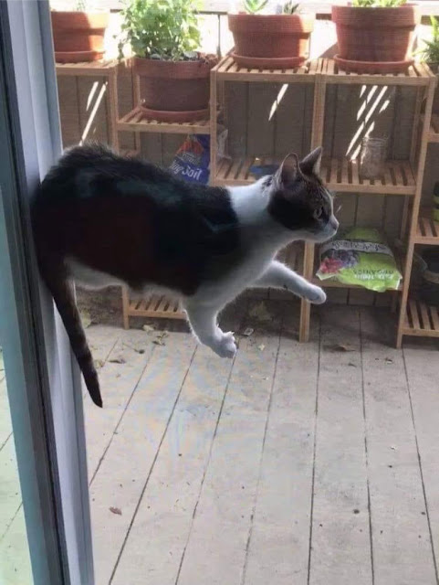 Gato blanco con negro parado en el protector de una puerta