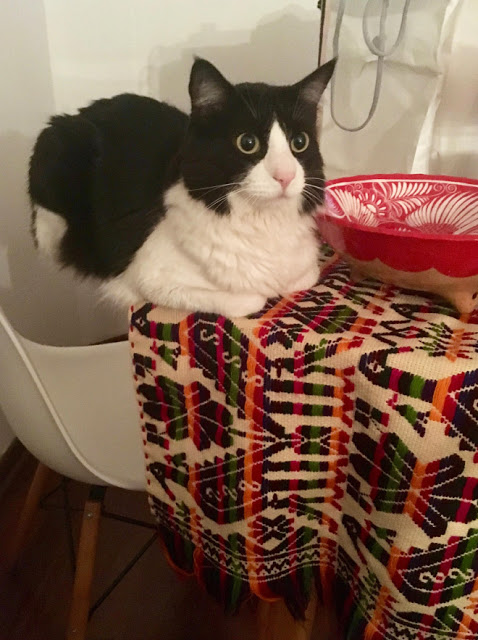 Gato blanco con negro acostado en mesa
