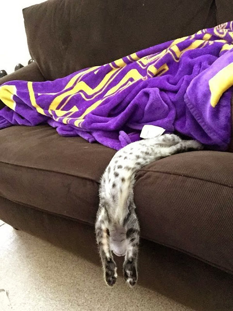 Gato gris con manchas negras acostado de cabeza en la orilla de un sillón