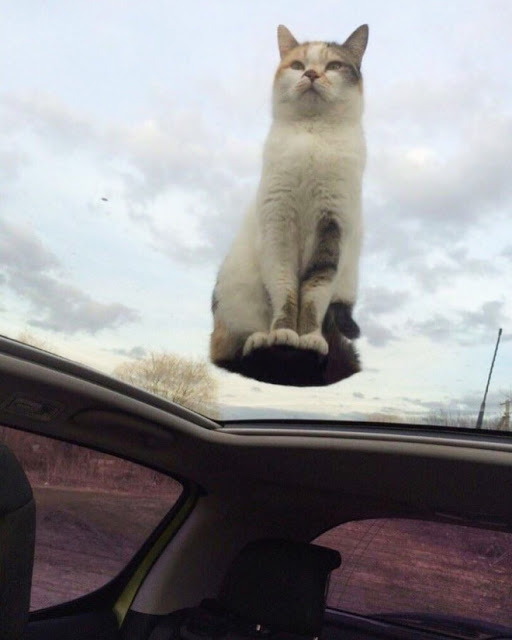 Gato sentado sobre quemacocos transparente