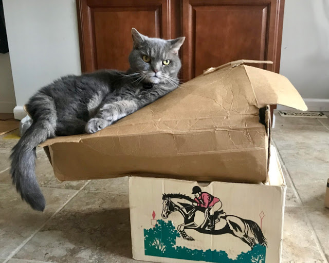 Gato acostado sobre una bolsa de papel café